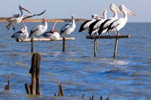 Pelican Perch Retreat - Tourism Adelaide